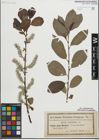 Foto von Salix laurina Sm.